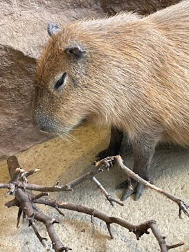 新江ノ島水族館に投稿された画像（2022/4/18）