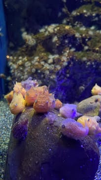 新江ノ島水族館に投稿された画像（2022/4/18）