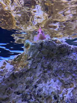 すみだ水族館に投稿された画像（2022/4/18）