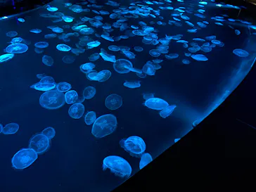 すみだ水族館に投稿された画像（2022/4/18）