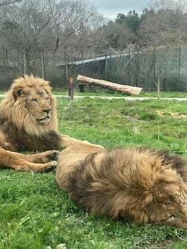 那須サファリパークに投稿された画像（2022/4/18）