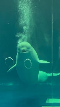 島根県立 しまね海洋館に投稿された画像（2022/4/18）