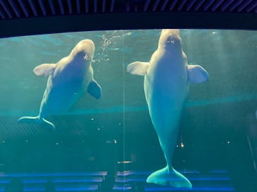 島根県立 しまね海洋館に投稿された画像（2022/4/18）