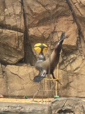 島根県立 しまね海洋館に投稿された画像（2022/4/18）