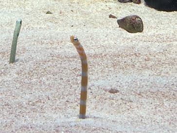 島根県立 しまね海洋館に投稿された画像（2022/4/18）