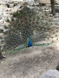 九十九島動植物園森きららに投稿された画像（2022/4/18）