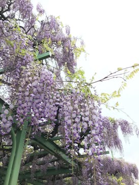 九十九島動植物園森きららに投稿された画像（2022/4/18）