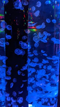 マクセル アクアパーク品川に投稿された画像（2022/4/18）