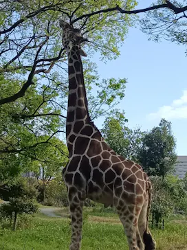 天王寺動物園に投稿された画像（2022/4/18）