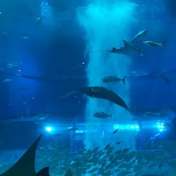 沖縄美ら海水族館に投稿された画像（2022/4/18）