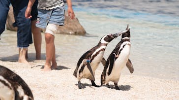 大分マリーンパレス水族館 「うみたまご」に投稿された画像（2022/4/19）