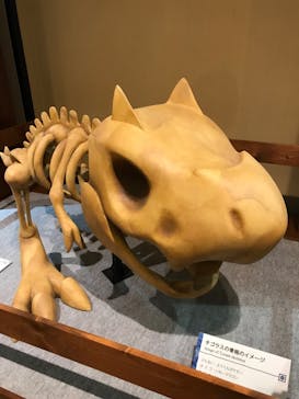 国立科学博物館　特別企画展「ポケモン化石博物館」に投稿された画像（2022/4/19）