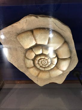 国立科学博物館　特別企画展「ポケモン化石博物館」に投稿された画像（2022/4/19）