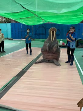 ゼロ距離水族館 伊勢シーパラダイスに投稿された画像（2022/4/19）