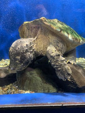 ゼロ距離水族館 伊勢シーパラダイスに投稿された画像（2022/4/19）