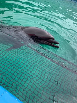 ゼロ距離水族館 伊勢シーパラダイスに投稿された画像（2022/4/19）