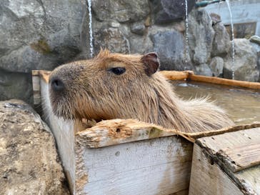 那須どうぶつ王国に投稿された画像（2022/4/19）