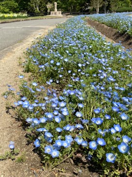 淡路ファームパーク イングランドの丘に投稿された画像（2022/4/19）