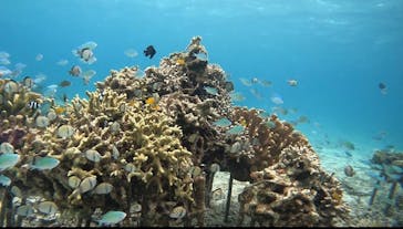 青の洞窟専門店　沖縄ダイビングショップ和に投稿された画像（2022/4/19）