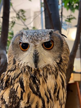 Moff アニマル カフェ イーアス 高尾店に投稿された画像（2022/4/19）