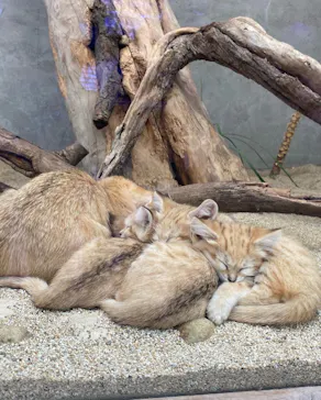 神戸どうぶつ王国に投稿された画像（2022/4/19）