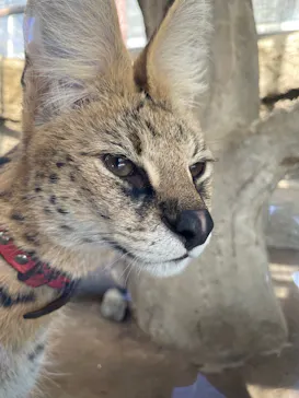 神戸どうぶつ王国に投稿された画像（2022/4/20）