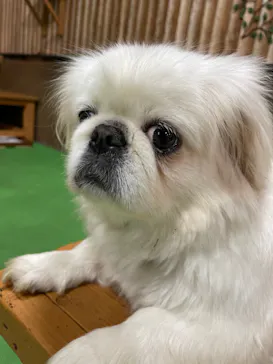 神戸どうぶつ王国に投稿された画像（2022/4/20）