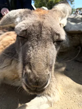 神戸どうぶつ王国に投稿された画像（2022/4/20）