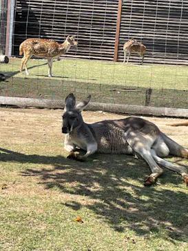神戸どうぶつ王国に投稿された画像（2022/4/20）