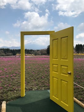 富士芝桜まつり(富士本栖湖リゾート)に投稿された画像（2022/4/20）