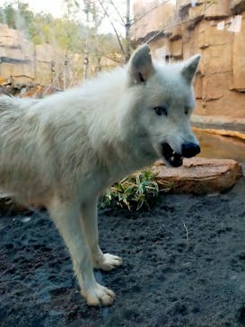 那須どうぶつ王国に投稿された画像（2022/4/20）