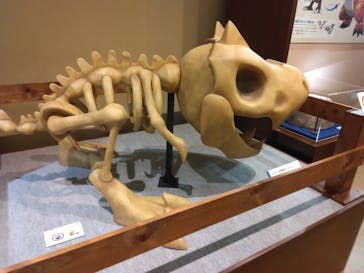 国立科学博物館　特別企画展「ポケモン化石博物館」に投稿された画像（2022/4/20）