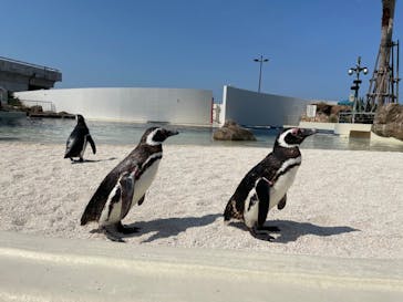 大分マリーンパレス水族館 「うみたまご」に投稿された画像（2022/4/20）