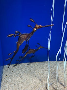 サンシャイン水族館に投稿された画像（2022/4/20）