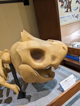 国立科学博物館　特別企画展「ポケモン化石博物館」に投稿された画像（2022/4/20）