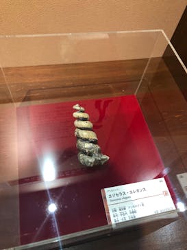 国立科学博物館　特別企画展「ポケモン化石博物館」に投稿された画像（2022/4/21）