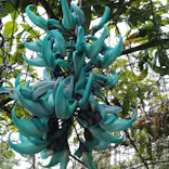 美らヤシパークオキナワ・東南植物楽園に投稿された画像（2022/4/21）