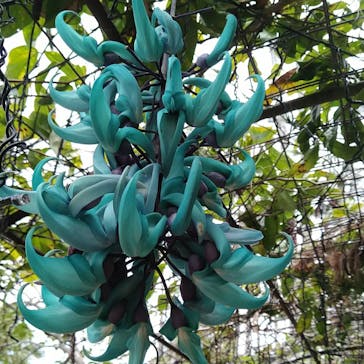 美らヤシパークオキナワ・東南植物楽園に投稿された画像（2022/4/21）