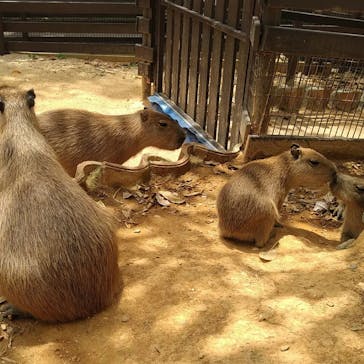 美らヤシパークオキナワ・東南植物楽園に投稿された画像（2022/4/21）