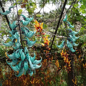 美らヤシパークオキナワ・東南植物楽園に投稿された画像（2022/4/21）