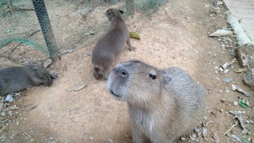 美らヤシパークオキナワ・東南植物楽園に投稿された画像（2022/4/21）