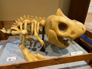 国立科学博物館　特別企画展「ポケモン化石博物館」に投稿された画像（2022/4/21）