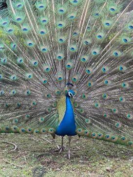 伊豆シャボテン動物公園に投稿された画像（2022/4/21）