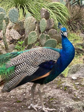 伊豆シャボテン動物公園に投稿された画像（2022/4/21）