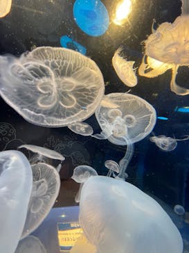 しながわ水族館に投稿された画像（2022/4/21）