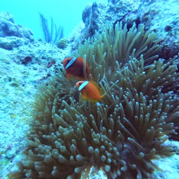 OG DIVE SERVICE（オージーダイブサービス）に投稿された画像（2022/4/21）