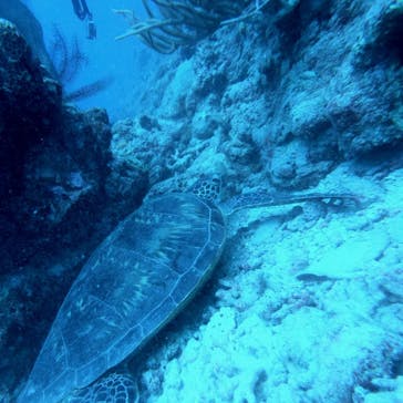 OG DIVE SERVICE（オージーダイブサービス）に投稿された画像（2022/4/21）