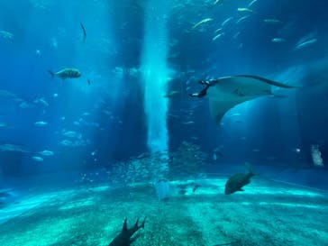 沖縄美ら海水族館に投稿された画像（2022/4/21）