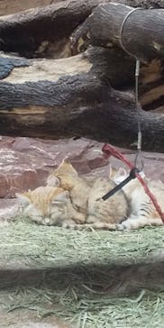 那須どうぶつ王国に投稿された画像（2022/4/22）