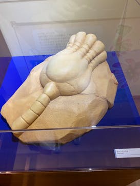 国立科学博物館　特別企画展「ポケモン化石博物館」に投稿された画像（2022/4/22）